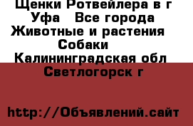 Щенки Ротвейлера в г.Уфа - Все города Животные и растения » Собаки   . Калининградская обл.,Светлогорск г.